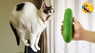 New Funny Animals 2024 😄 Funniest Cats and Dogs Videos 😻🐶 Part 4 [upl. by Iaverne]