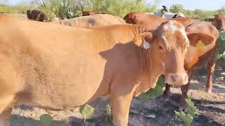 Rancho El Arenal chamuscando nopal para el ganado Beefmaster [upl. by Ocirnor59]