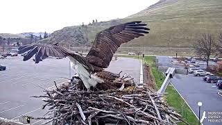 Hellgate Osprey Cam  Iris and Unknown Male First Recorded Mating  42023 Missoula Montana [upl. by Derby]