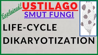 Fungus Ustilago  Smut Fungi  Smut Disease  Dikaryotization  Life Cycle Alternation of Generation [upl. by Braca]