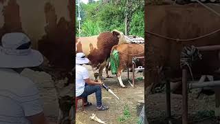 Cows how to start work soon​ 127 [upl. by Nahsyar]