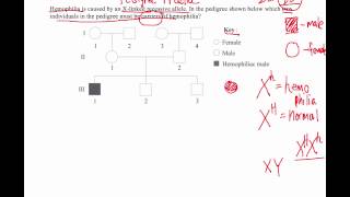 How to Solve Pedigree Diagram Questions IB Biology [upl. by Bakerman]