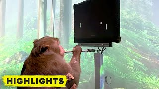 Watch Elon Musks Neuralink monkey play video games with his brain [upl. by Adnirod]