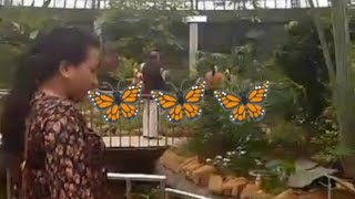 Bannerghatta park 🦋🦋🦋 Butterflys park video trending shorts reels videos [upl. by Helmut]