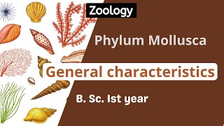 Phylum Mollusca General characteristics  B Sc Ist year  zoology [upl. by Elletnwahs]