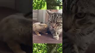 Menacing Puppies vs Cat Babysitting Backfires 😂 Shorts animals kitten dogshorts catshorts [upl. by Sremlahc]