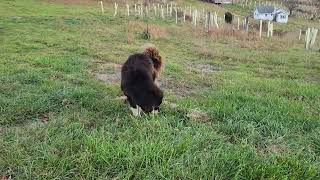 Chinese Tibetan Mastiff European Tibetan Mastiff and aboriginal Tibetan Mastiff [upl. by Earezed]