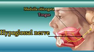 Hypoglossal nerve Test  XII Cranial Nerve functions and examination [upl. by Vaden811]