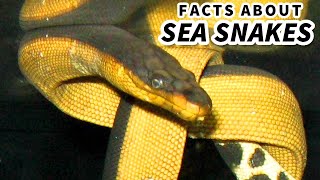 Sea Snake Facts SNAKES in the OCEAN 🐍 Animal Fact Files [upl. by Nnylahs761]