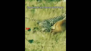 Cheetah  🎯Hunters Of The Grasslands  Cheetah Attack and Hunt wildlife cheetahhunt [upl. by Massingill]