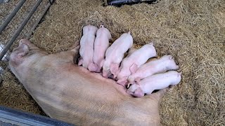 British Lop  Rare Breed Pig [upl. by Marie-Ann475]