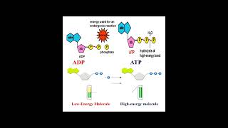 Different between ATP and ADP geneticteacher [upl. by Etnuahc]