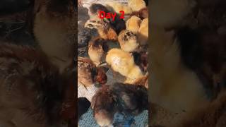 Chicken polty farm day 2chicks chicken day2 poultryfarming youtubeshorts [upl. by Imot]