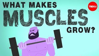 What makes muscles grow  Jeffrey Siegel [upl. by Raimundo]