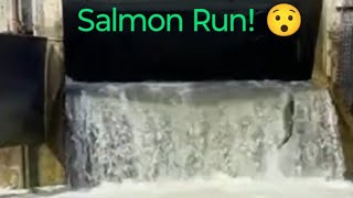 Salmon Run 😳 Heading Upstream salmonrun nature fishing livestream [upl. by Anerroc]