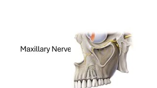 Trigeminal Nerve  Maxillary nerve V2 [upl. by Baecher]