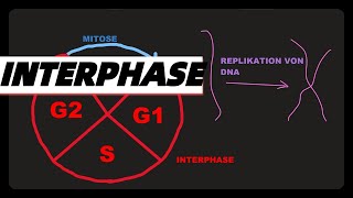 INTERPHASE FUNKTION UND PHASEN Abitur dna replikation G1 S G2 phasen einfach erklärt ZellZyklus [upl. by Hogen]