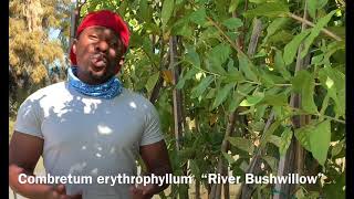 Combretum erythrophyllum “River Bushwillow” [upl. by Harland572]