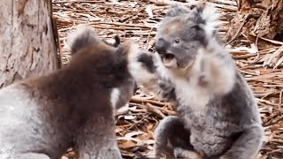 Insane moment two KOALAS get into a fight [upl. by Alber922]