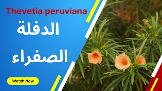 معلومات عن شجيرة الدفلة الصفراء Thevetia peruviana [upl. by Ayojal]