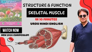 Structure of Skeletal Muscle  Sarcomere  Muscle Fibers  Biology II  Urdu Hindi English2024 [upl. by Yenttihw134]