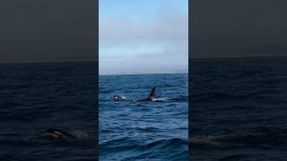 Killer Whales Near Moss Landing 7th Day in a Row They’ve Shown Up [upl. by Kepner]