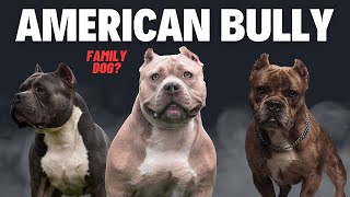 Do you want to bulk up your American bully black gold dog food [upl. by Nnasus379]