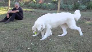 Maremma pup playing from 8 weeks to 8 months old [upl. by Llereg]