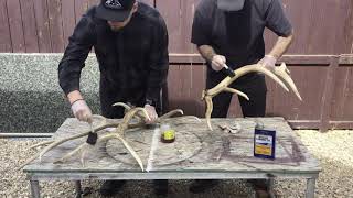 Shed Antler Preservation  HOW TO [upl. by Ysiad]