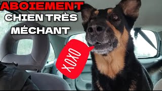 Aboiement de chien méchant  ATTENTION [upl. by Meggie]