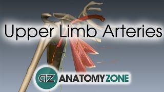 Upper Limb Arteries  Arm and Forearm  3D Anatomy Tutorial [upl. by Halyak544]