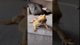 Compilation of a sassy bearded dragon head bobbing [upl. by Fawn]