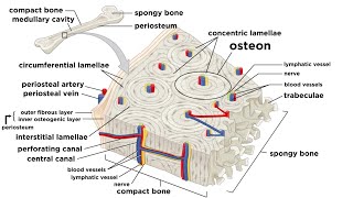 Bones Structure and Types [upl. by Marl572]