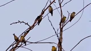 Authentic Yellow Finch Chirping Premium Outdoor Sound Recording for Bird Enthusiasts [upl. by Stalker984]