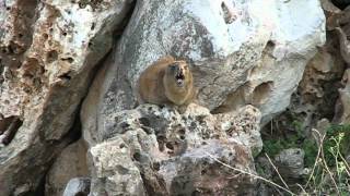 Hyrax Singing on a Rock [upl. by Haral]