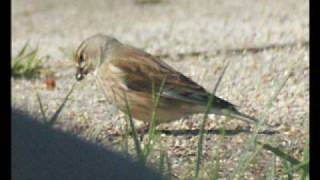 linnet and song [upl. by Chandra]