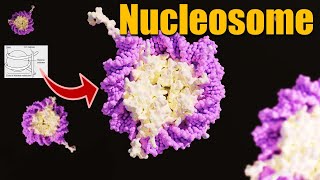 What is Nucleosome  Nucleosome model  Packaging of DNA Helix  Molecular Basis of Inheritance [upl. by Thomasina]