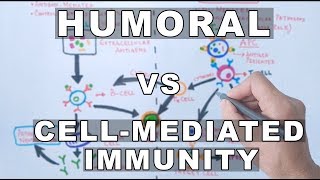 Humoral and Cell Mediated Immunity [upl. by Raimes172]