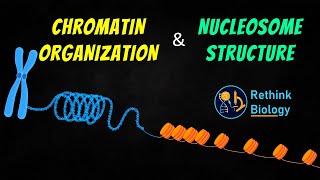 Chromatin Organization Animation  Nucleosome Structure [upl. by Yadsendew]