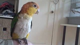 White Bellied Caique just learning to whistle [upl. by Namurt]