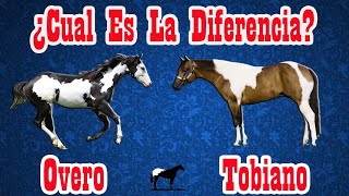 Todos Los Pelajes Pintos En Caballos 🐴Del Cerro Soy [upl. by Etneciv74]