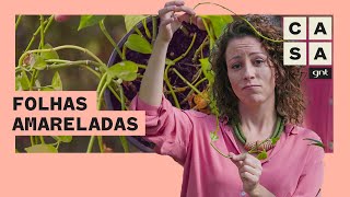 🍂 Como salvar plantas com FOLHAS AMARELADAS e CAINDO  Plante Você Mesmo  Carol Costa [upl. by Odranreb]