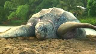 Sea Turtle Nesting Video [upl. by Hillery759]