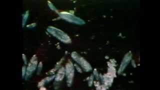 The Protist Kingdom clip [upl. by Grania]