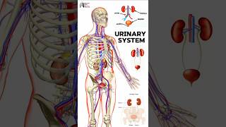 Urinary System medical animation 3d short BiologywithAliya [upl. by Nalyorf327]