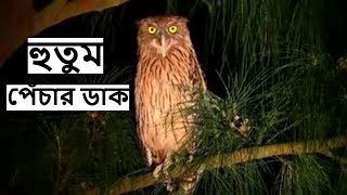 হুতুম পেঁচার ডাক  Brown Fish Owl Horror Sound at Night  Hutum Pechar Dak wildindiamit [upl. by Luhey]