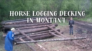 Montana horse logging Decking  Big sky country  Shannon Plocher [upl. by Litha295]