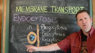 12b Endocytosis [upl. by Reine]
