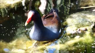 quotCommon Gallinulequot formerly Moorhen Feeding [upl. by Babbette]