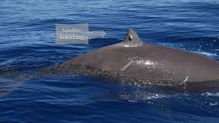 Extreme diving in mammals a Cuviers beaked whale dived for 3hrs 47mins [upl. by Yecaj]